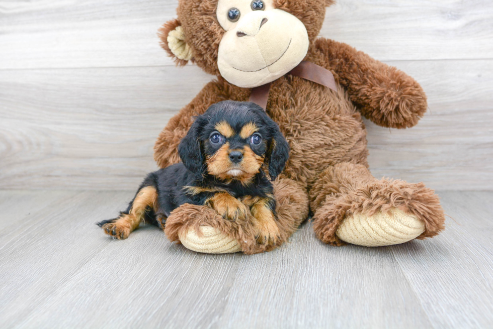Fluffy Cavalier King Charles Spaniel Purebred Puppy