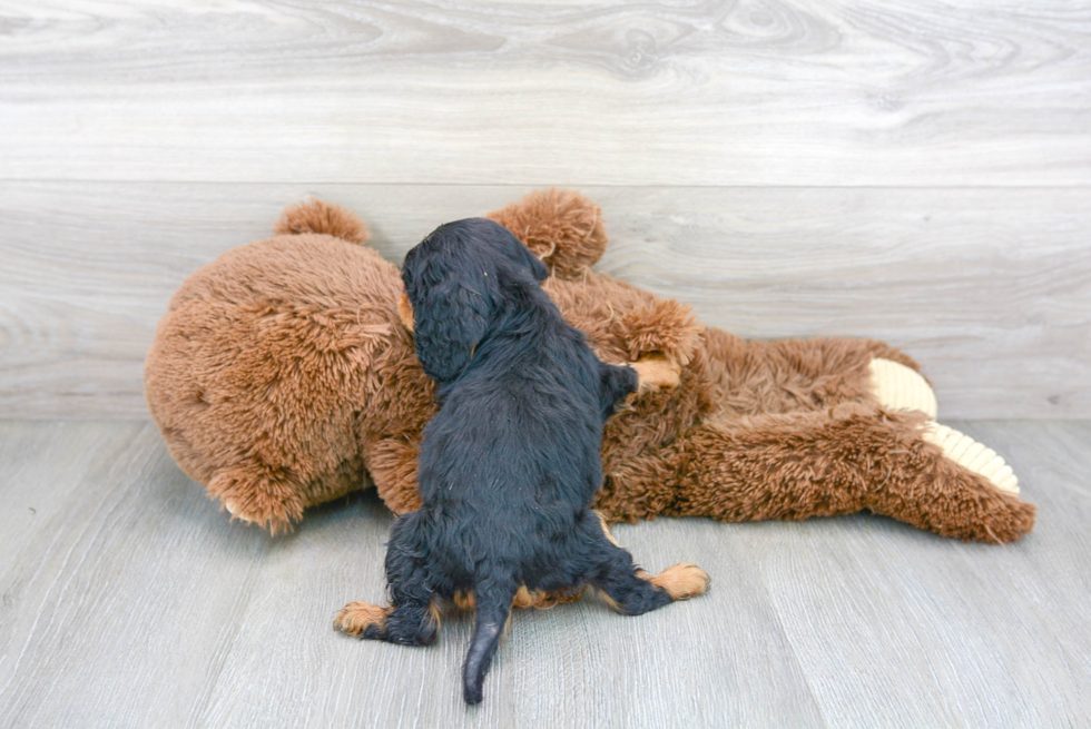 Cute Cavalier King Charles Spaniel Purebred Puppy