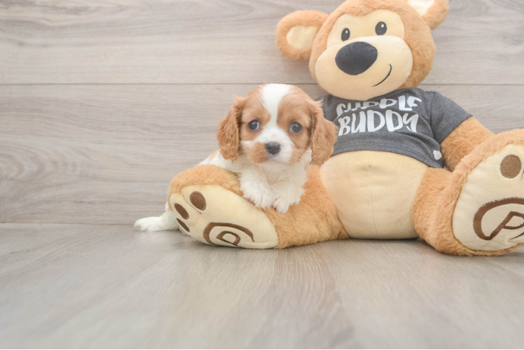 Cavalier King Charles Spaniel Pup Being Cute