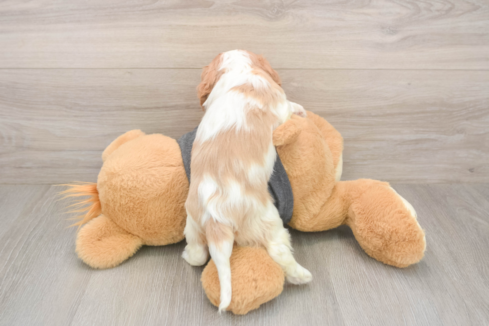 Best Cavalier King Charles Spaniel Baby