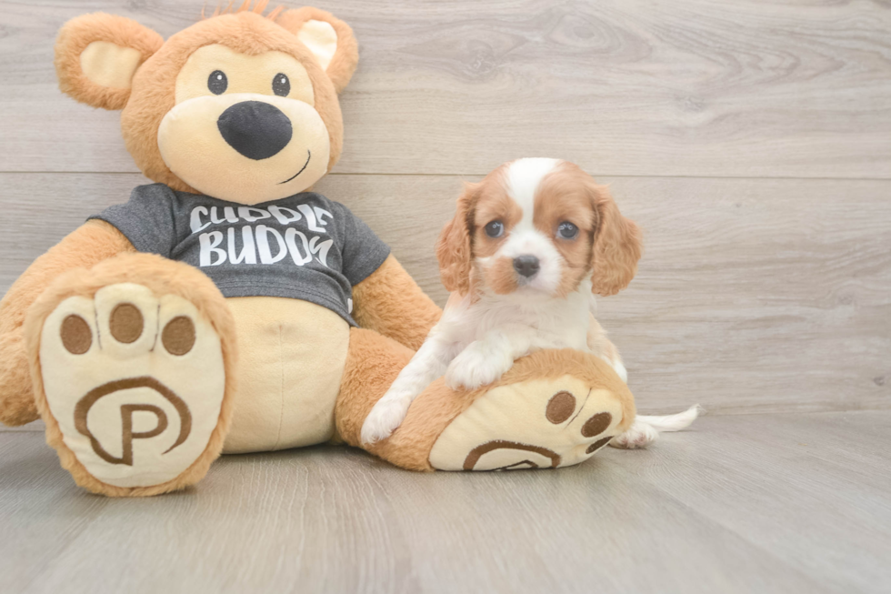 Cavalier King Charles Spaniel Pup Being Cute