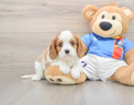 7 week old Cavalier King Charles Spaniel Puppy For Sale - Premier Pups