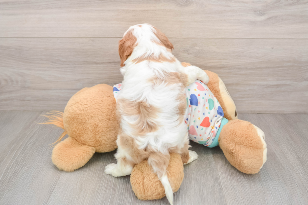 Playful Cavalier King Charles Spaniel Baby