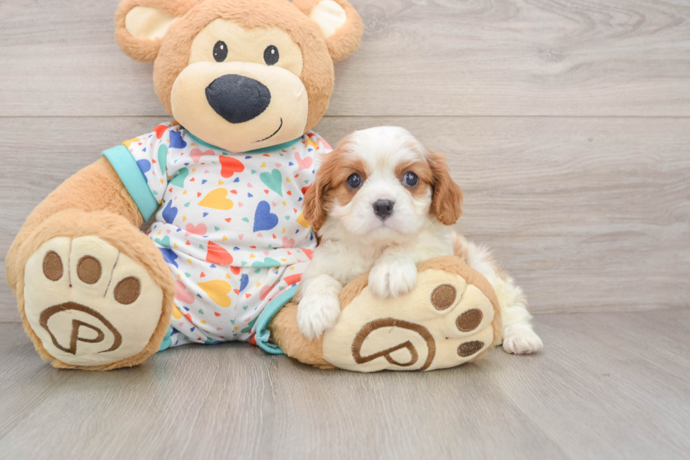 Cavalier King Charles Spaniel Pup Being Cute