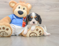 7 week old Cavalier King Charles Spaniel Puppy For Sale - Premier Pups
