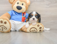 7 week old Cavalier King Charles Spaniel Puppy For Sale - Premier Pups