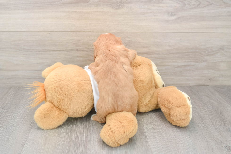 Cavalier King Charles Spaniel Pup Being Cute