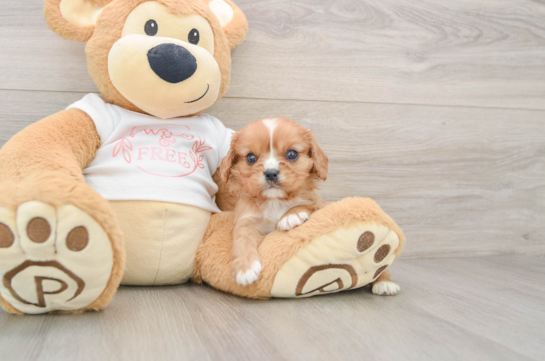 Cavalier King Charles Spaniel Puppy for Adoption