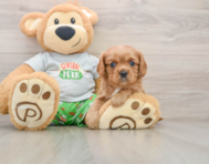 7 week old Cavalier King Charles Spaniel Puppy For Sale - Premier Pups