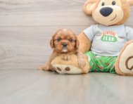7 week old Cavalier King Charles Spaniel Puppy For Sale - Premier Pups