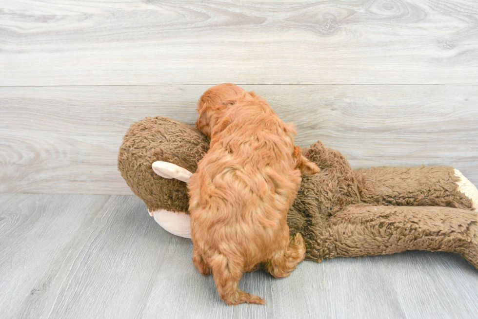 Funny Cavapoo Poodle Mix Pup