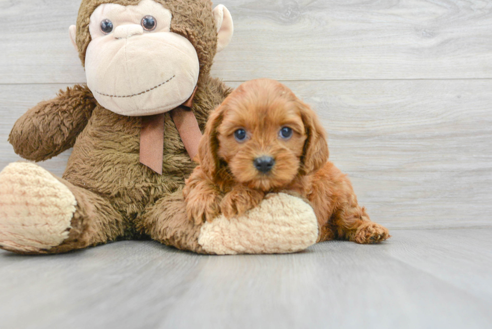 Best Cavapoo Baby