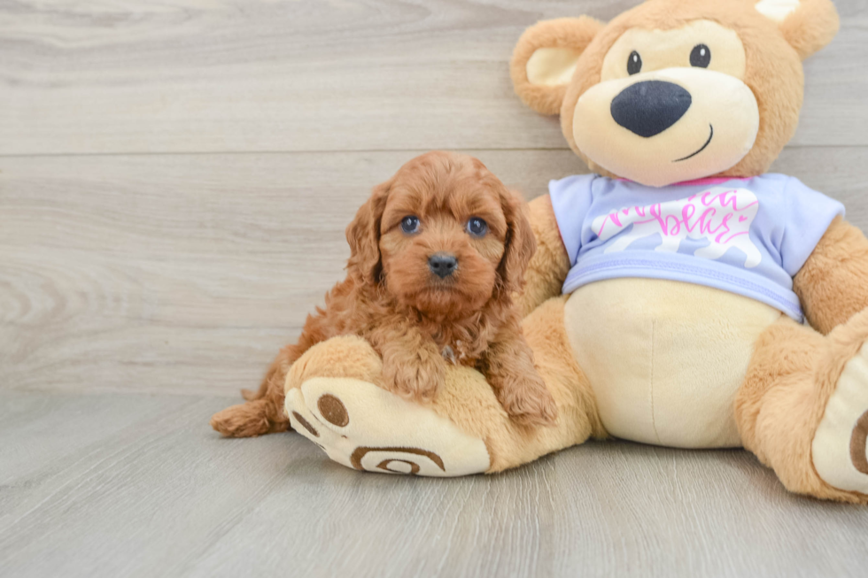 Happy Cavapoo Baby