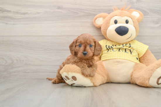 Best Cavapoo Baby