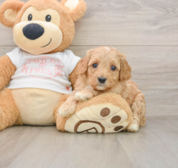 8 week old Cavapoo Puppy For Sale - Premier Pups
