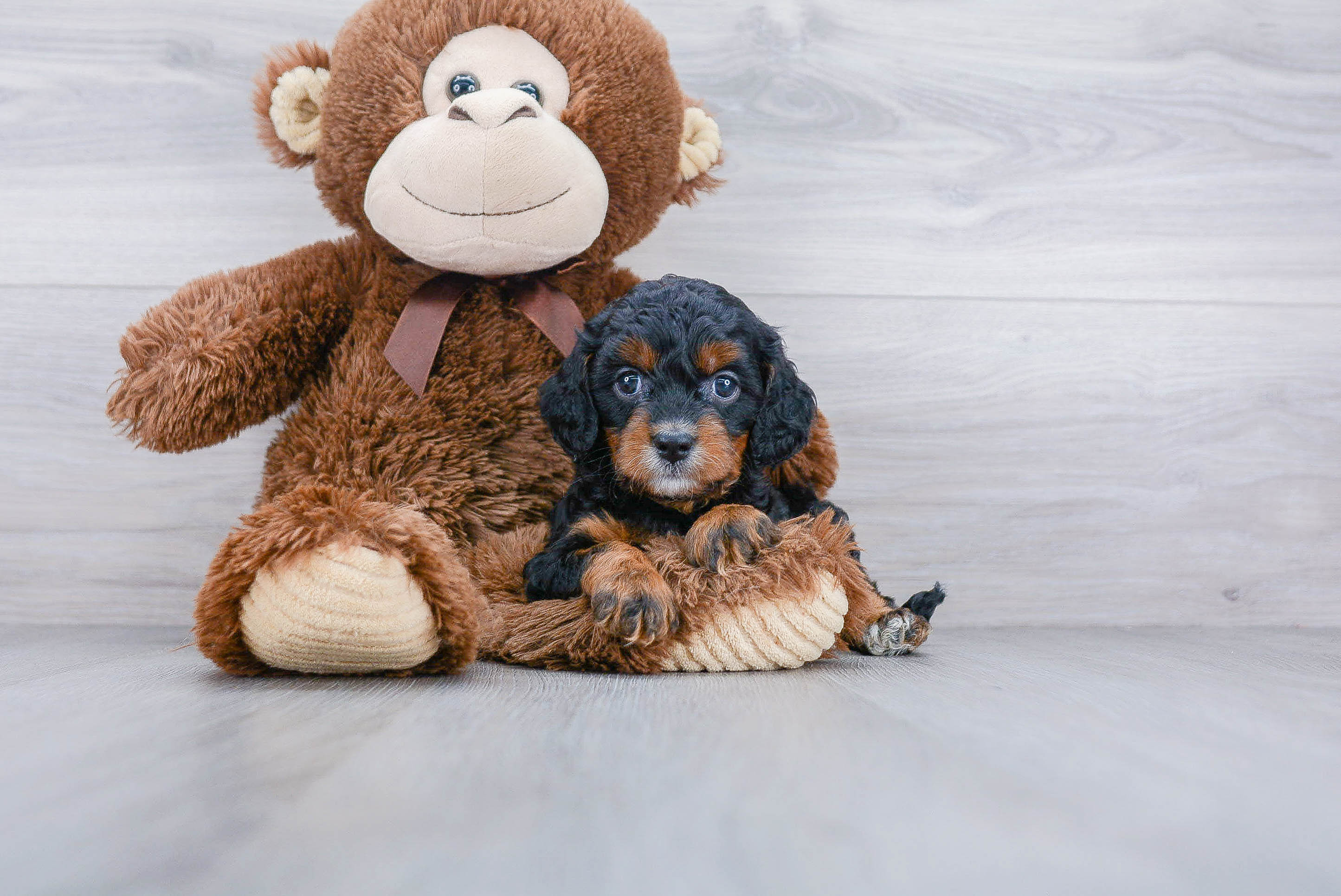 Cavapoo Pup Being Cute