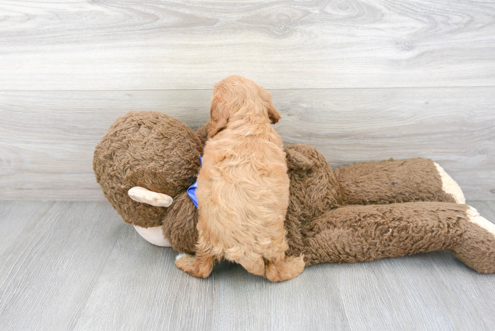 Happy Cavapoo Baby