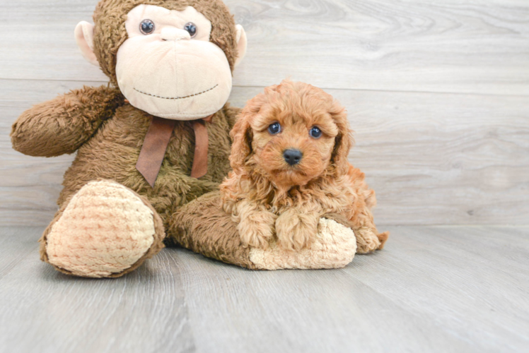 Funny Cavapoo Poodle Mix Pup