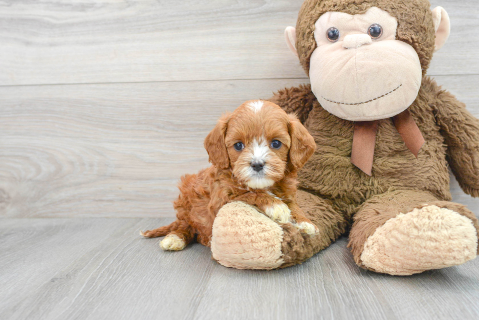 Funny Cavapoo Poodle Mix Pup