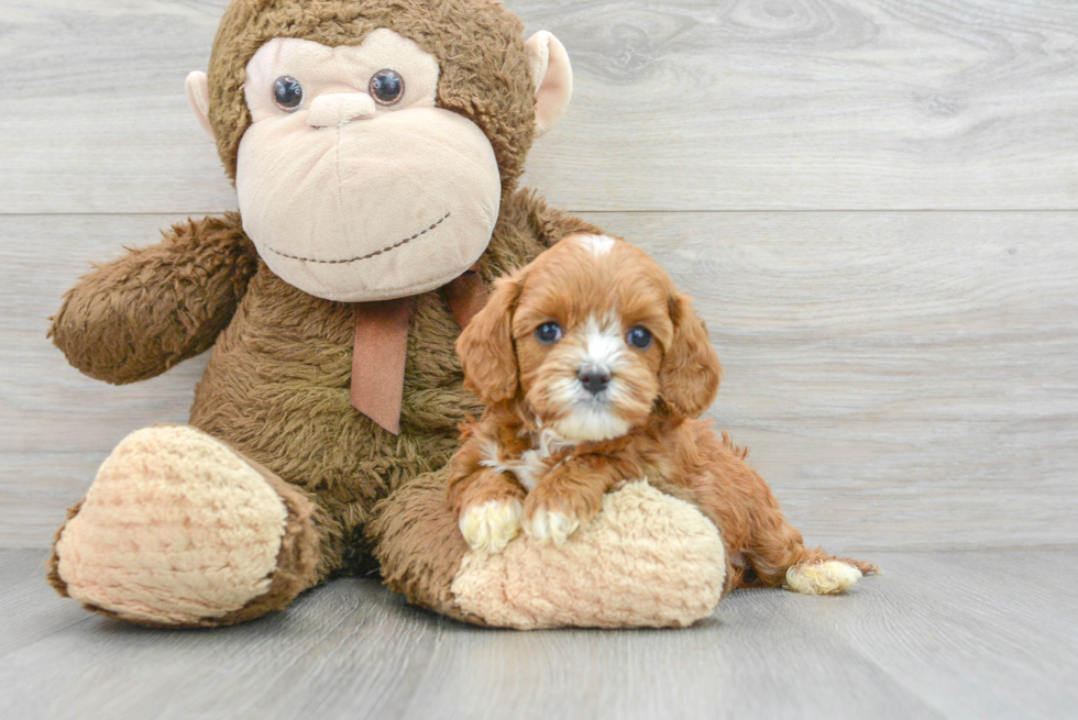 Cavapoo Puppy for Adoption
