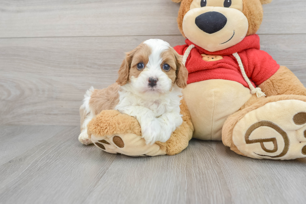 Cavapoo Puppy for Adoption
