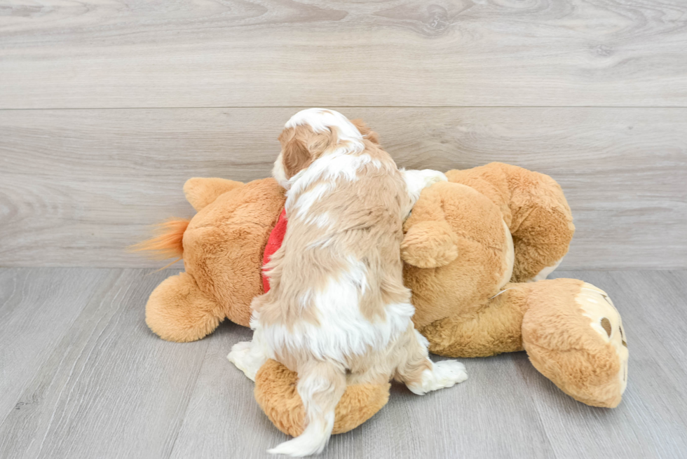 Cavapoo Pup Being Cute