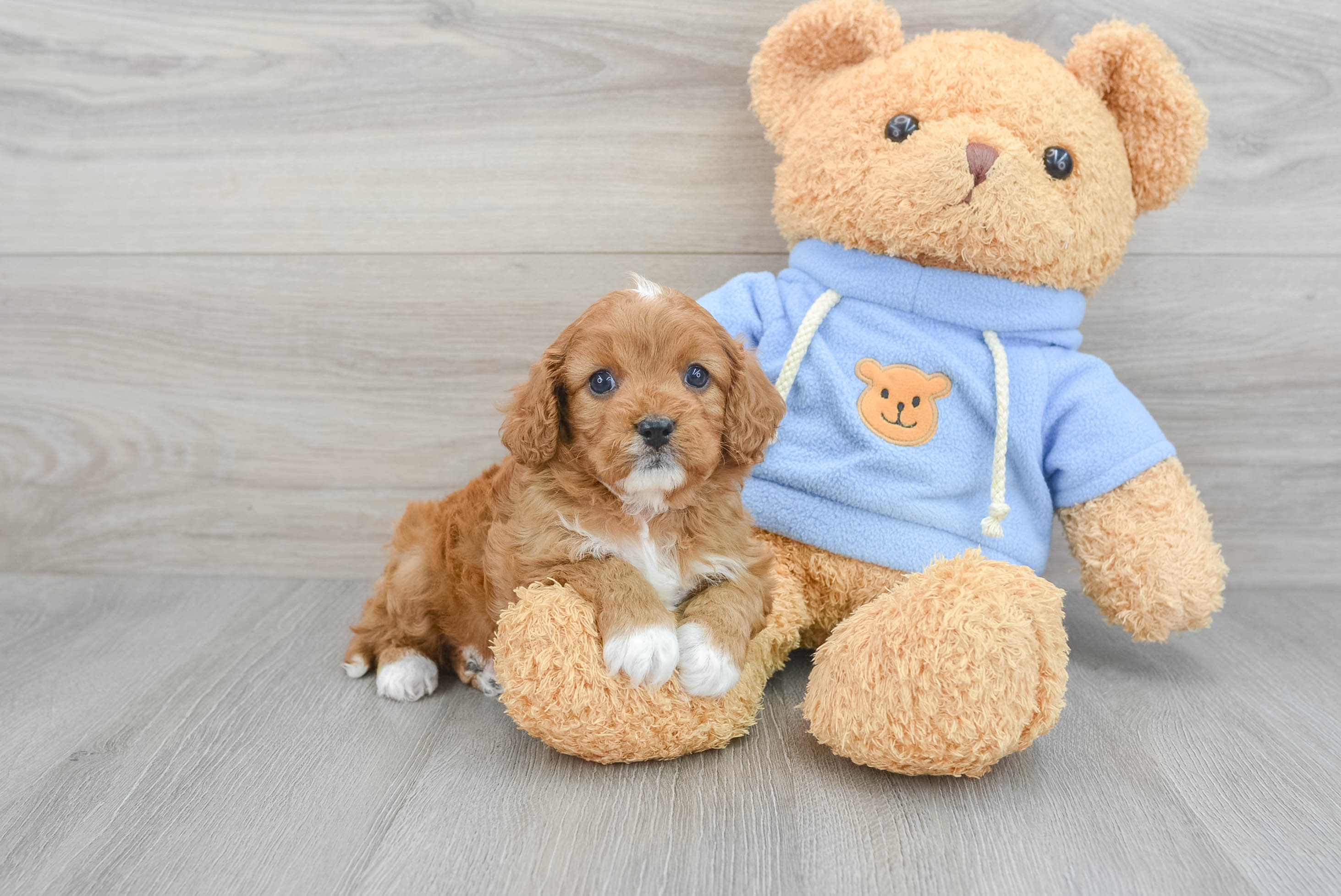 Hypoallergenic Cavoodle Poodle Mix Puppy