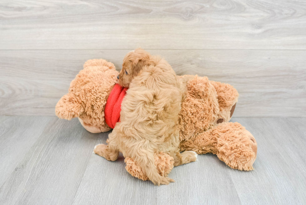 Cavapoo Pup Being Cute