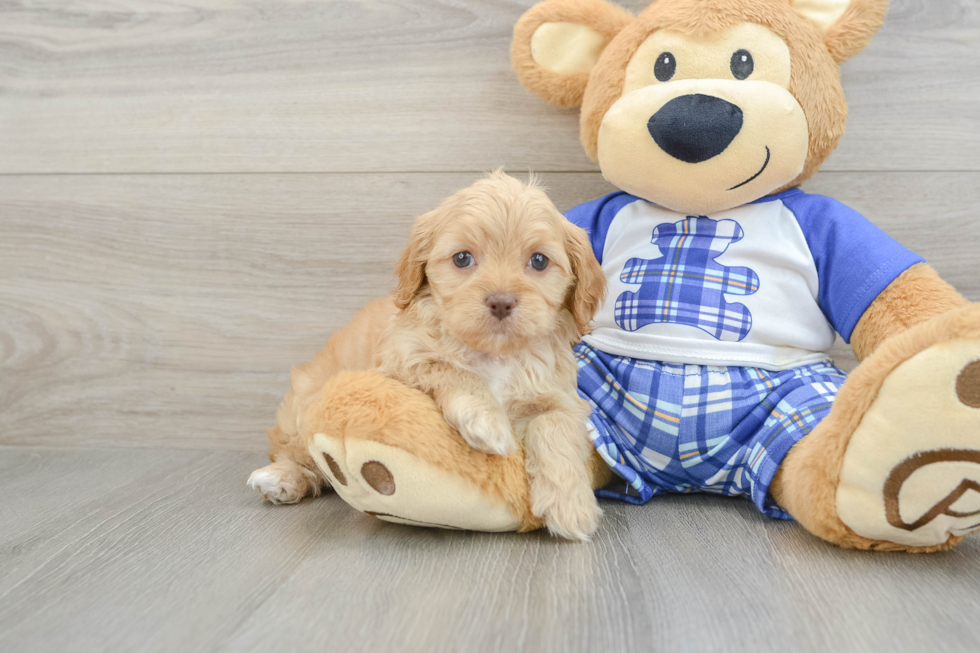 Hypoallergenic Cavadoodle Poodle Mix Puppy