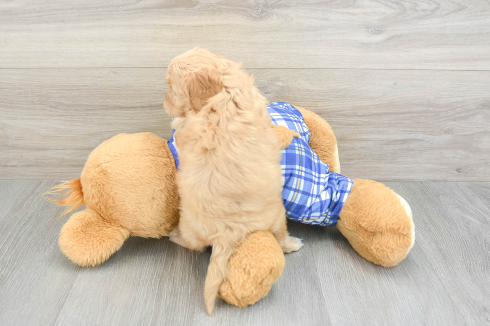 Cavapoo Pup Being Cute