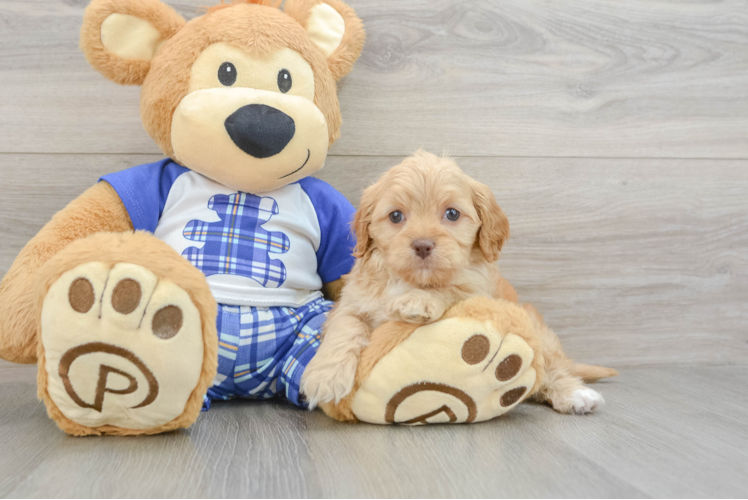 Cavapoo Puppy for Adoption