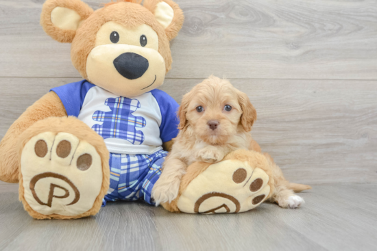 Cavapoo Puppy for Adoption