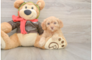 Cavapoo Puppy for Adoption