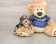 8 week old Cavapoo Puppy For Sale - Premier Pups
