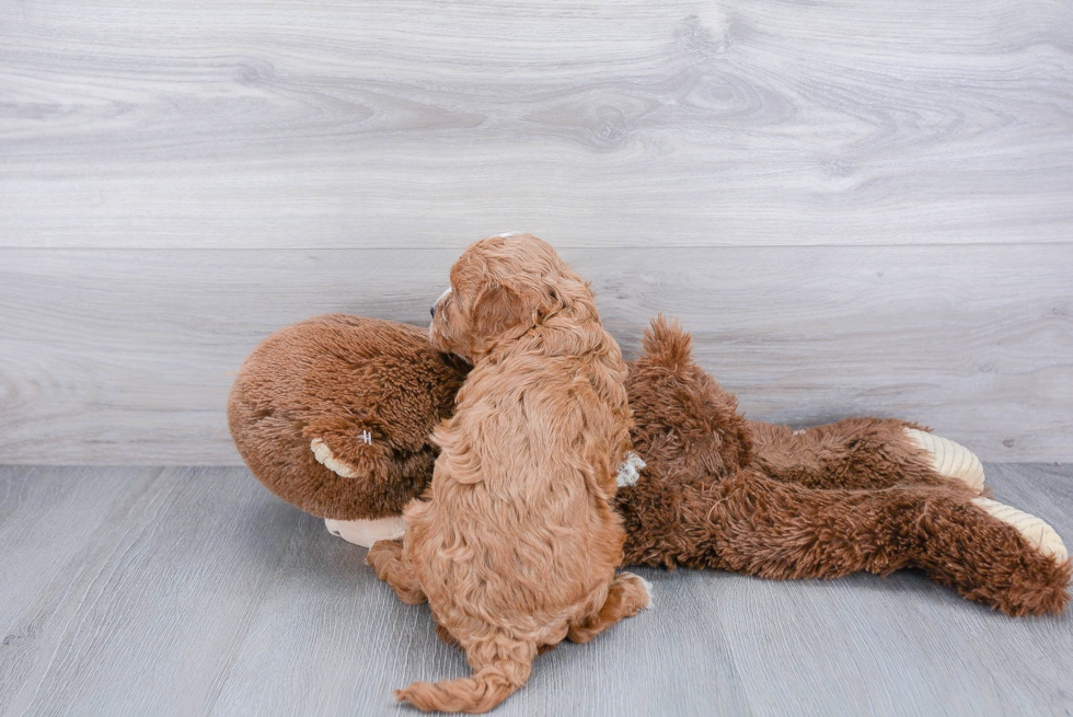 Playful Cavoodle Poodle Mix Puppy