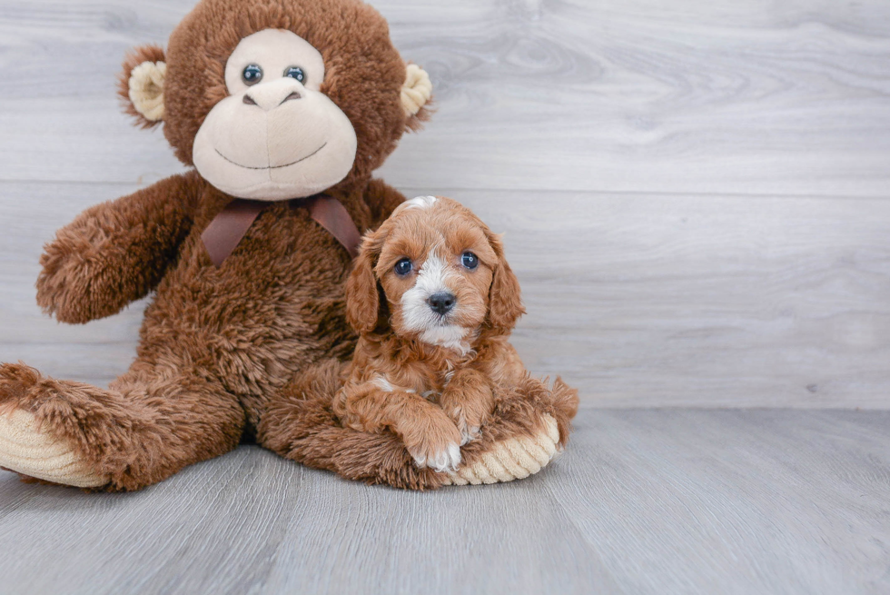 Energetic Cavoodle Poodle Mix Puppy