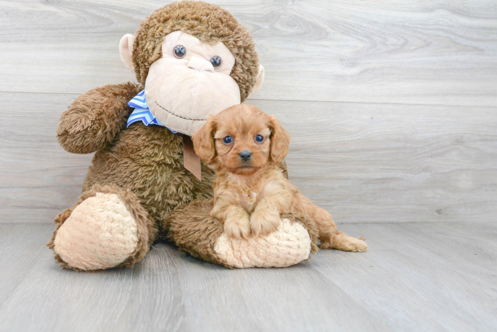 Cavapoo Puppy for Adoption