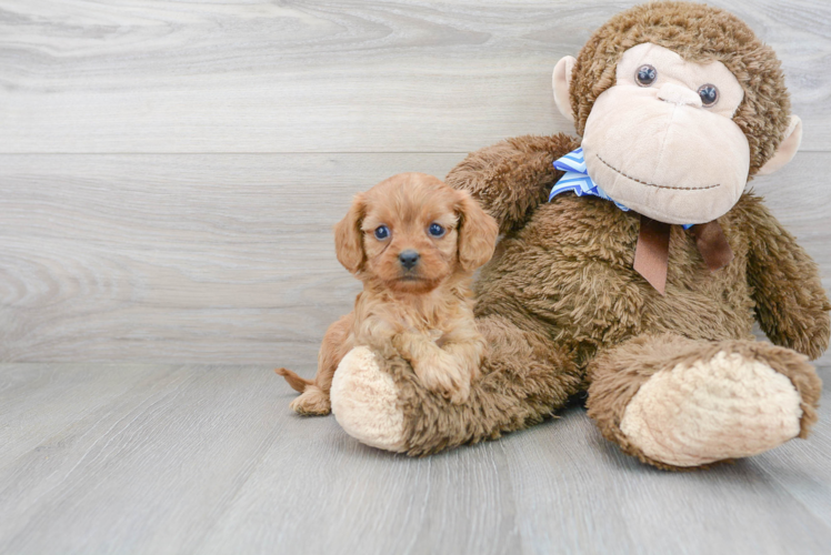 Best Cavapoo Baby