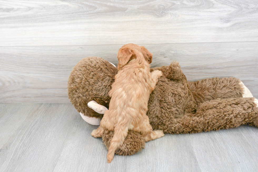 Funny Cavapoo Poodle Mix Pup