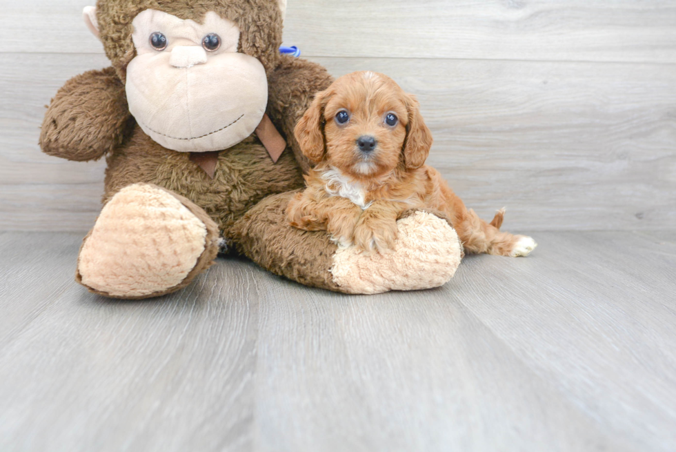 Cute Cavapoo Baby