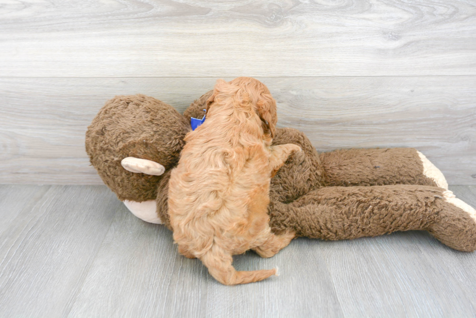 Cavapoo Puppy for Adoption