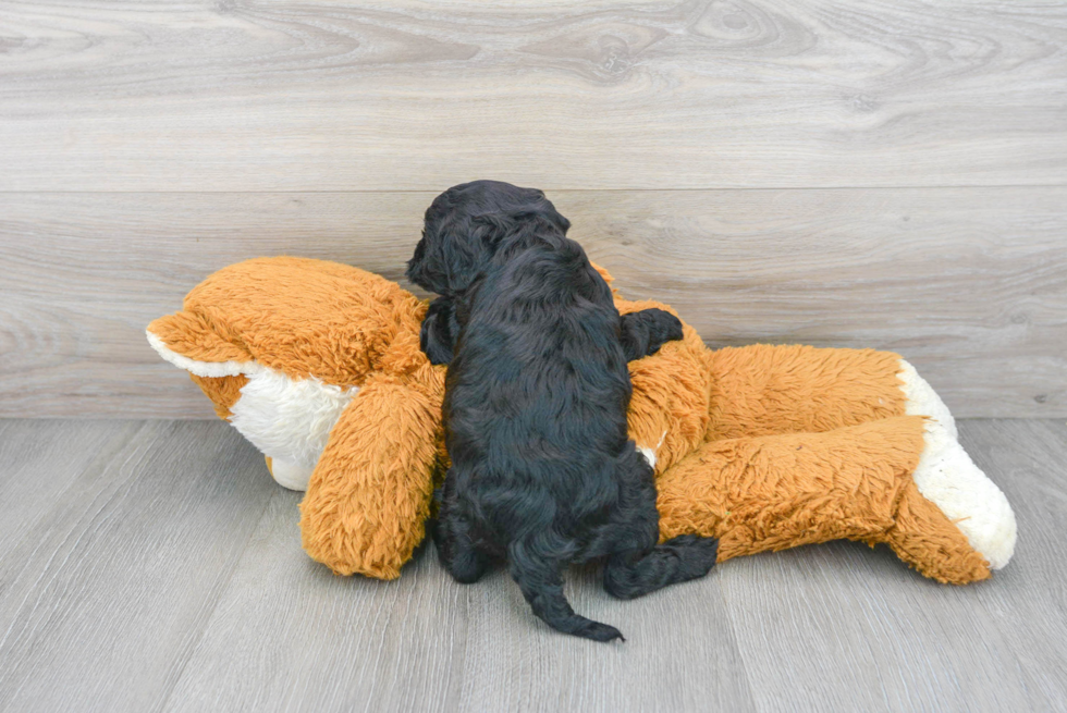 Cavapoo Pup Being Cute