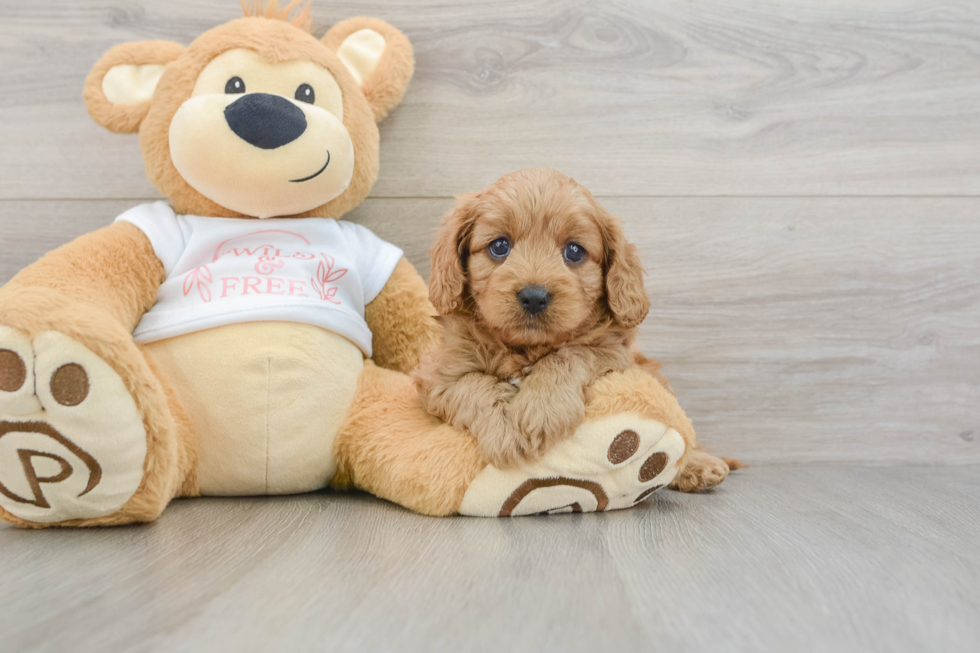 Cavapoo Puppy for Adoption