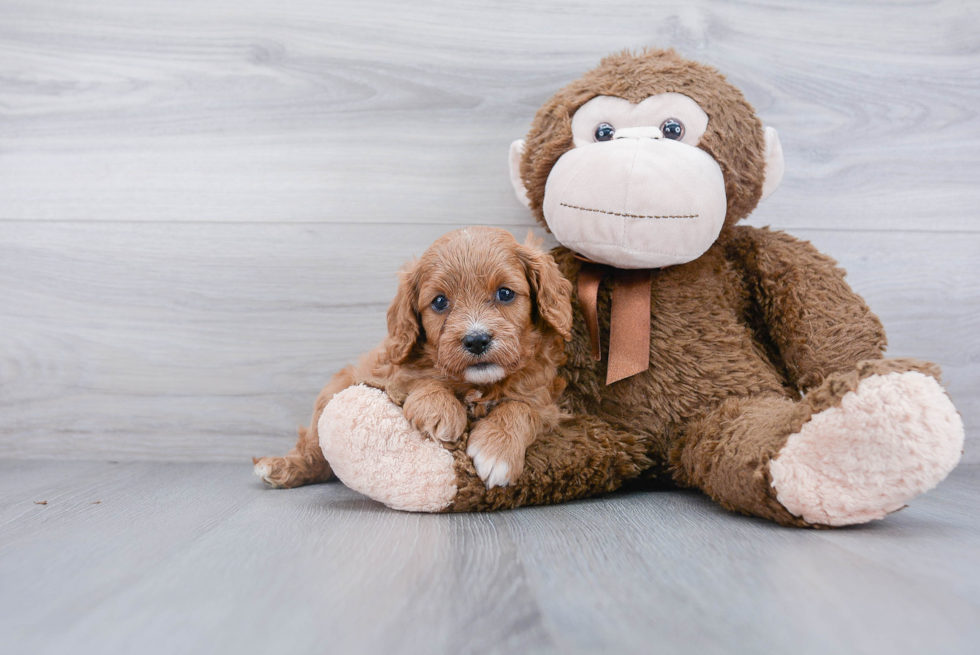 Popular Cavapoo Poodle Mix Pup