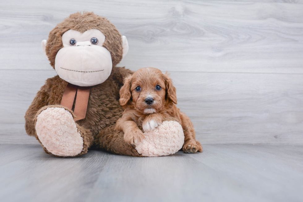 Cavapoo Pup Being Cute