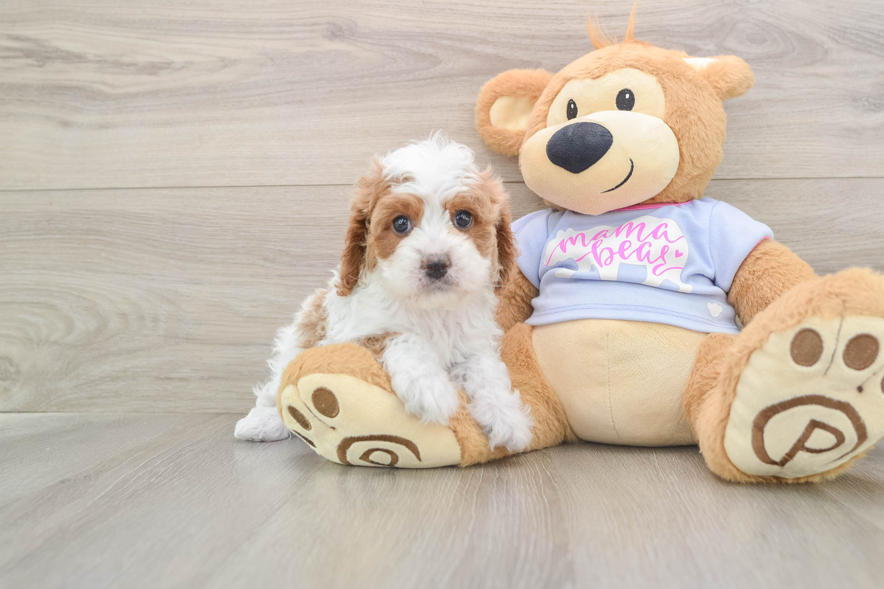 Best Cavapoo Baby