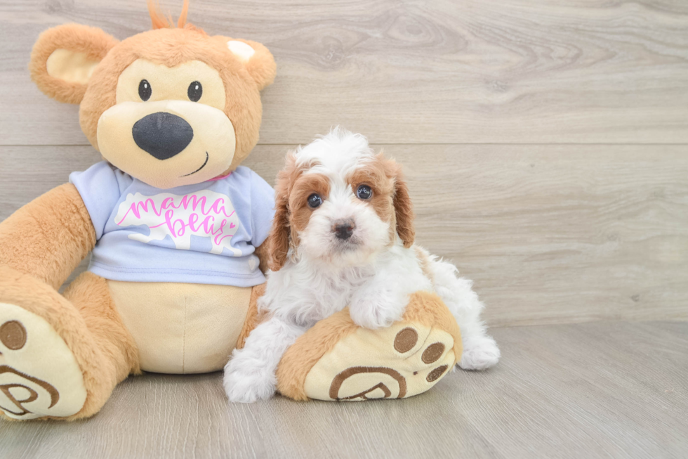 Sweet Cavapoo Baby