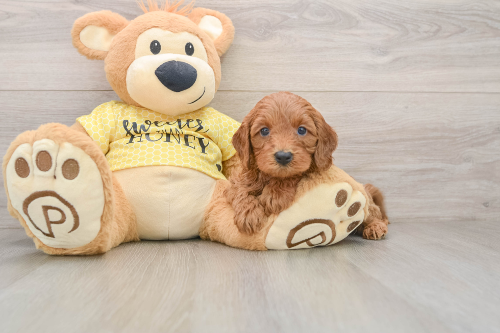 Cavapoo Pup Being Cute