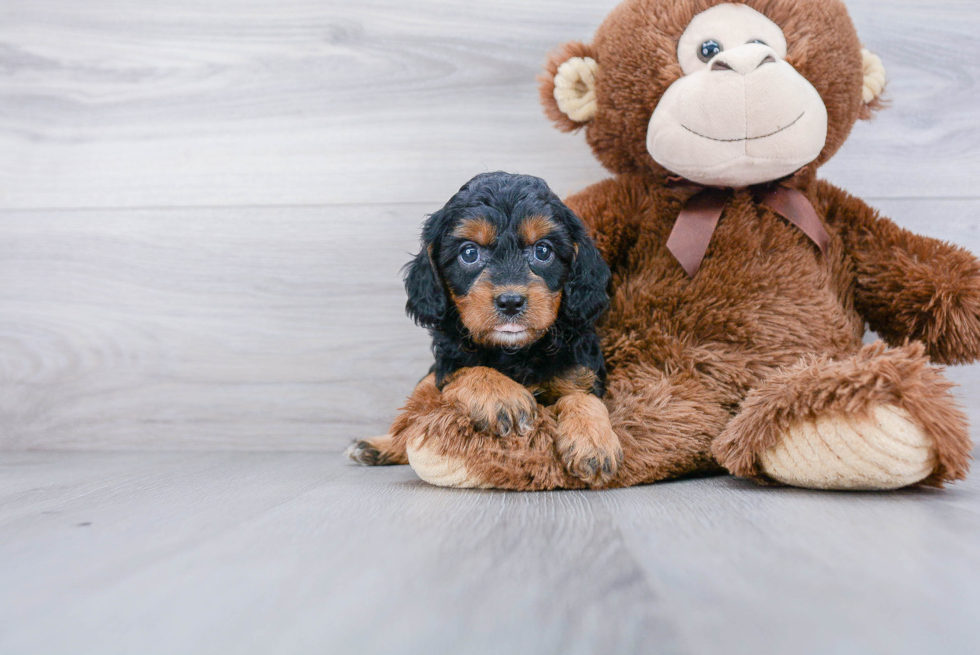 Best Cavapoo Baby