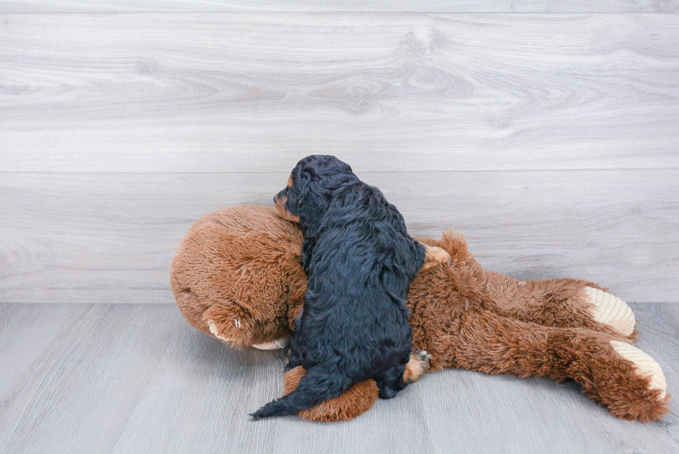 Happy Cavapoo Baby